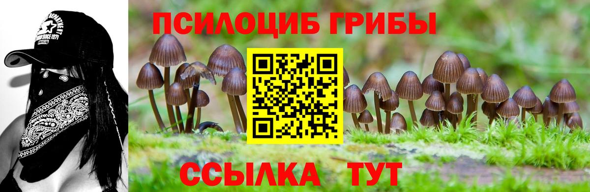 Псилоцибиновые грибы Cubensis Кулебаки
